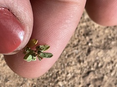 Euphorbia glyptosperma