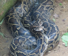 Python bivittatus