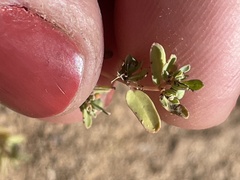 Euphorbia glyptosperma