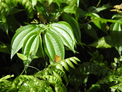 Heliophorus