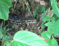 Python bivittatus