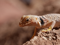 Crotaphytus bicinctores