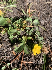 Potentilla