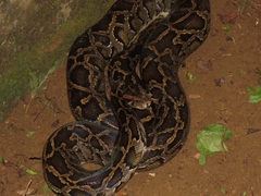 Python bivittatus
