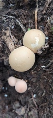 Apioperdon