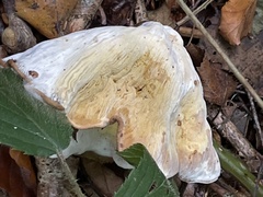 Hypomyces chrysospermus