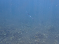 Tylosurus crocodilus