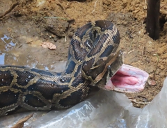 Python bivittatus