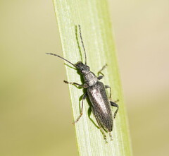 Alleculinae
