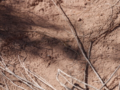 Uta stansburiana uniformis