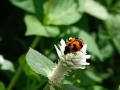 Coccinella transversalis
