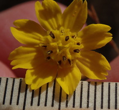 Deinandra paniculata