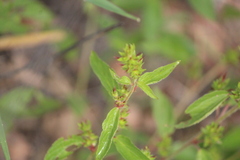 Acalypha