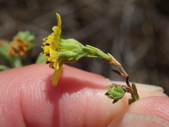 Deinandra paniculata