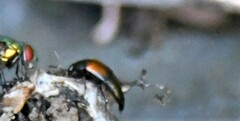 Tachinus fimbriatus