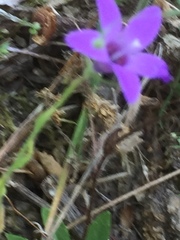 Campanula lusitanica