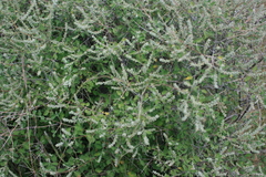 Aloysia wrightii