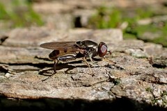 Chalcosyrphus