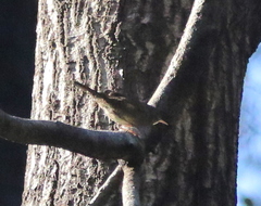 Troglodytes aedon parkmanii