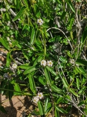 Diplolepis geminiflora