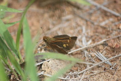 Lon melane vitellina