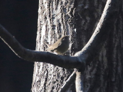 Troglodytes aedon parkmanii