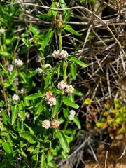 Diplolepis geminiflora