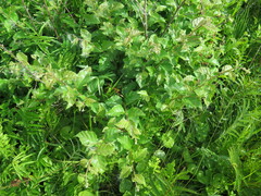 Betula fruticosa