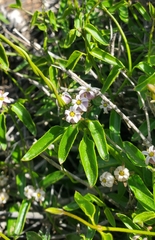 Diplolepis geminiflora