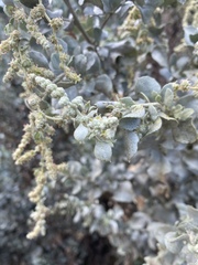 Atriplex lentiformis