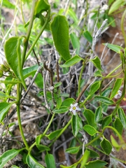 Diplolepis geminiflora