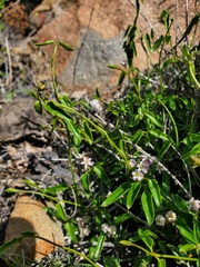 Diplolepis geminiflora