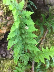 Asplenium obovatum lanceolatum