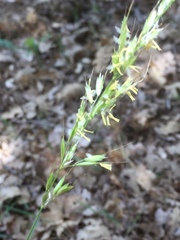 Arrhenatherum elatius bulbosum