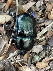 Geotrupes stercorarius