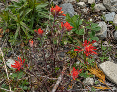 Castilleja hispida