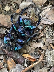 Geotrupes stercorarius