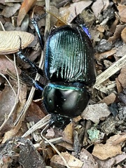 Geotrupes stercorarius