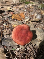 Cortinarius harrisonii