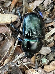 Geotrupes stercorarius