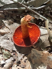 Cortinarius harrisonii