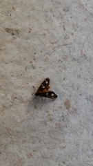 Dysauxes famula