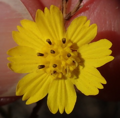 Deinandra paniculata