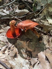 Cortinarius harrisonii
