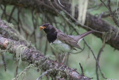 Turdus atrogularis