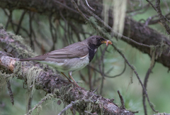 Turdus atrogularis