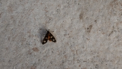 Dysauxes famula