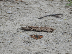 Aglais caschmirensis