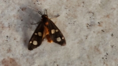 Dysauxes famula