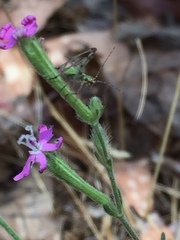 Silene scabriflora